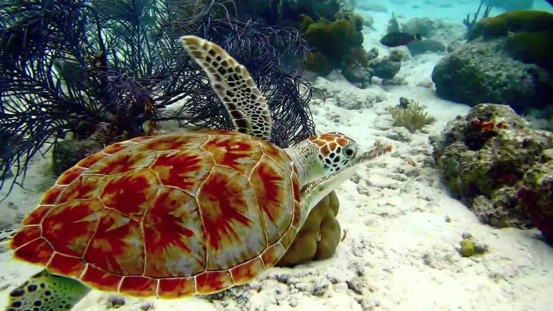 If You are a Nature Lover This is the Place for Your Holiday
