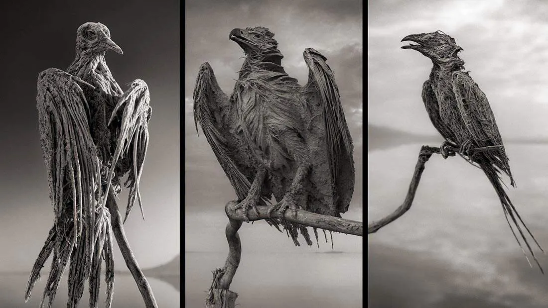 Stone Sculptured Animals by Nick Brandt