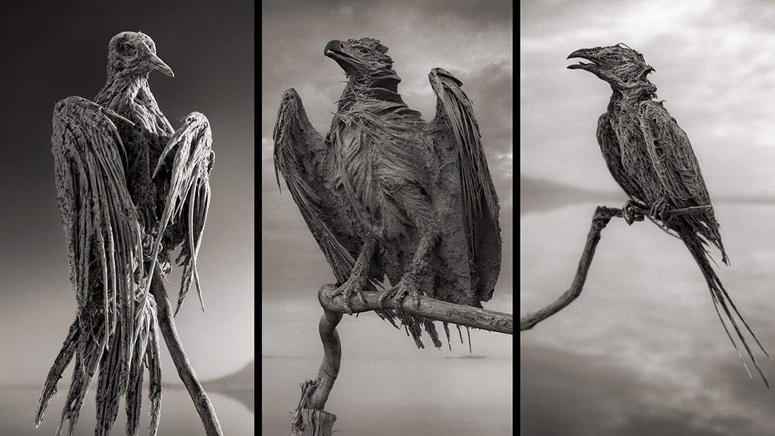 Stone Sculptured Animals by Nick Brandt