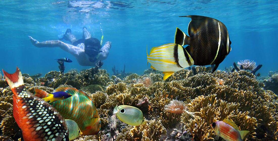 Snorkeling also is an Option for Enjoying the Bonaire Coral Reef