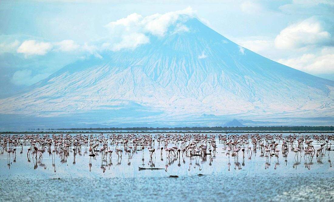 Thousands of Flamingoes in the Water of Lake Natron