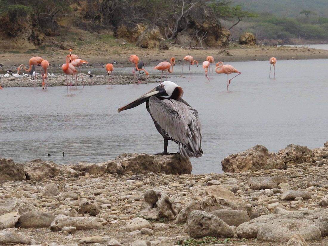 Watch Pelicans and Flamingoes at the Shore 
