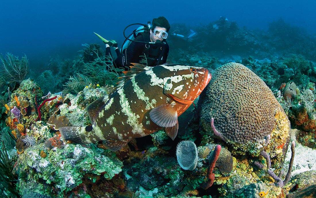 Enjoy Your Summer Vacation with Scuba Diving at Bonaire Marine Park